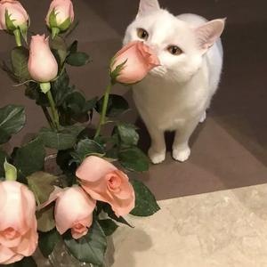 一级黄色一级片
